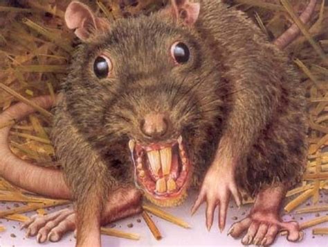 ugly rats pics|Pics Of A Ugly Rat Pictures, Images and Stock Photos